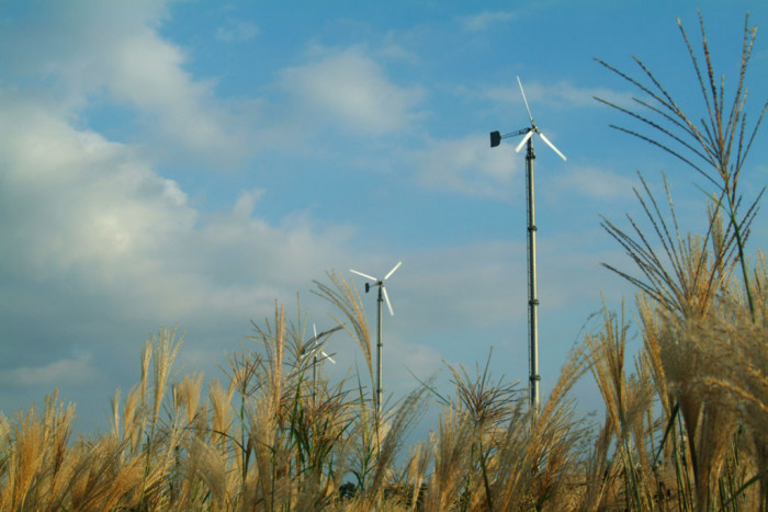 억새 - peder, Miscanthus sinensis var. purpurascens (Andersson) Rendle