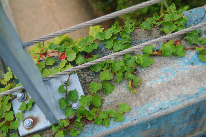 담쟁이덩굴 - Parthenocissus tricuspidata