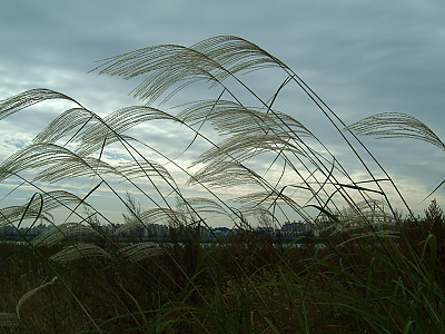 억새 사진 - Miscanthus sinensis var. purpurascens (Andersson) Rendle Photos