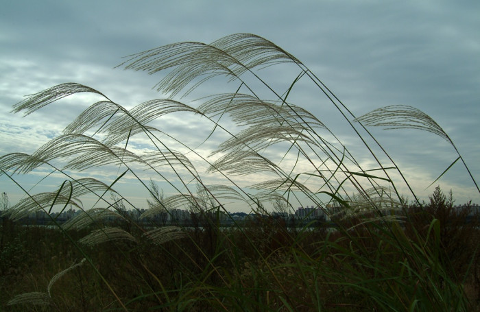 억새 - peder, Miscanthus sinensis var. purpurascens (Andersson) Rendle