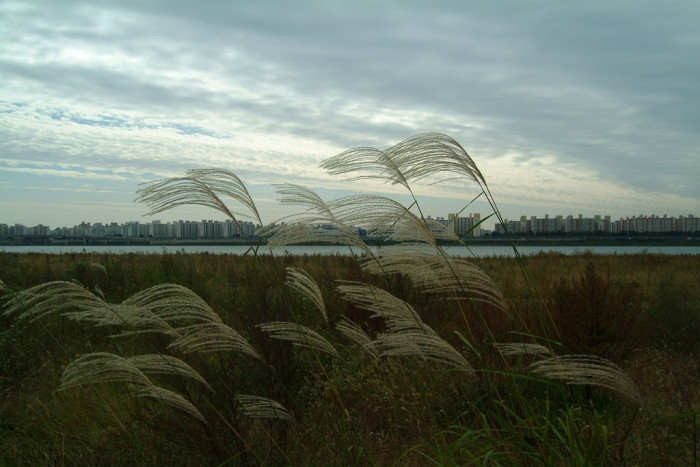 억새 - peder, Miscanthus sinensis var. purpurascens (Andersson) Rendle