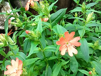 동자꽃 사진 - Lychnis cognata Photos