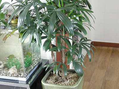 관음죽 사진 - Rhapis excelsa Photos