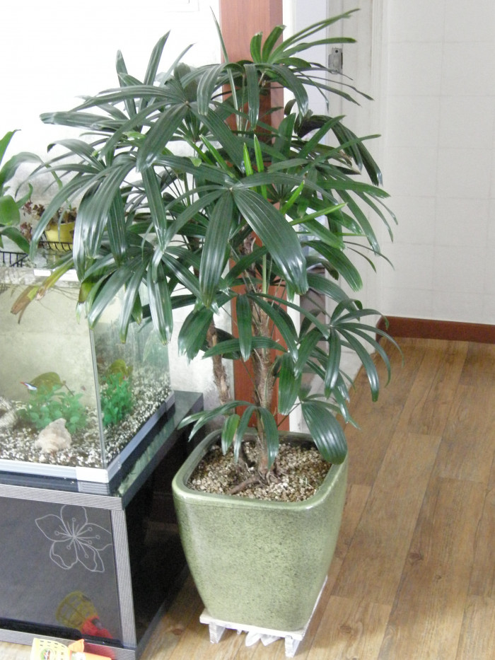 관음죽 - Broadleaf lady palm, Ground Rattan, Bamboo Palm, Lady Palm, Miniature Fan Palm, Fern Rhapis, Rhapis excelsa