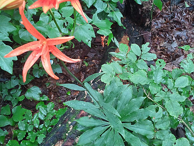 하늘말나리 사진 - Lilium tsingtawense Photos