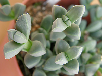 벽어연 사진 - Echinus maximilianus Photos