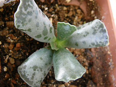 금령전 사진 - Adromischus cooperi Photos