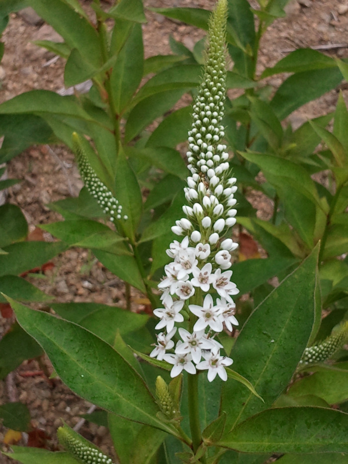 까치수염 - Lysimachia barystachys