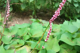 장대여뀌 - Persicaria posumbu var. laxiflora