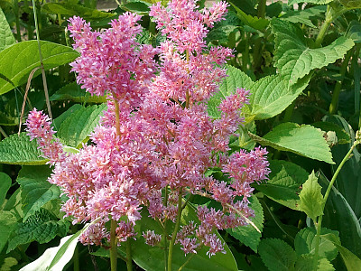 노루오줌 사진 - Astilbe chinensis var.davidii Photos