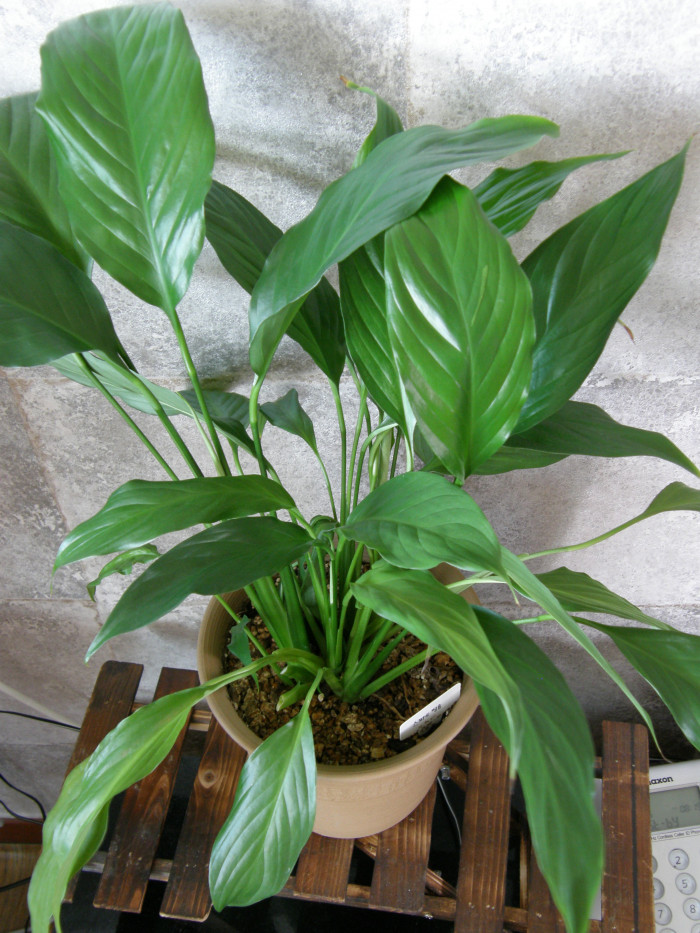 스파티필럼 - Peace Lily, Spathiphyllum