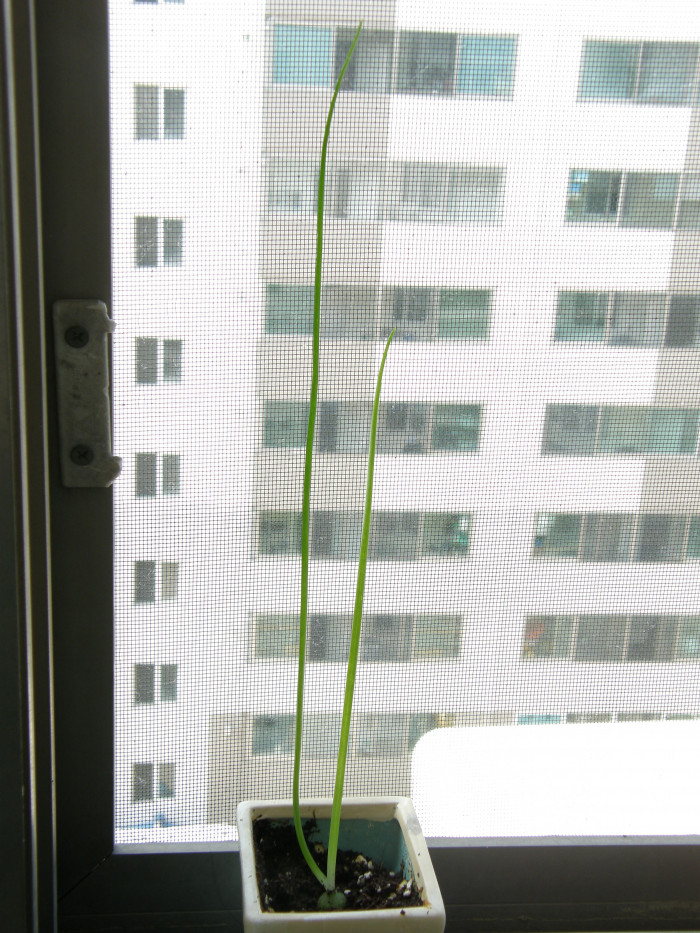 청각전 - Climbing Onion, Bowiea volubilis