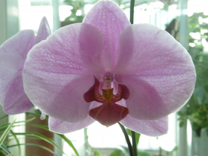 호접란 - Moth orchids, phalaenopsis