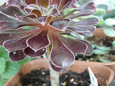 흑법사 사진 - Aeonium arboreum Photos