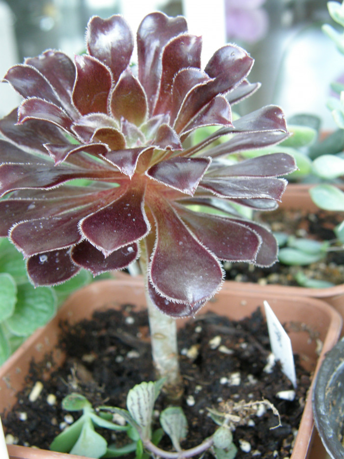 흑법사 - atropurpureum, Aeonium arboreum