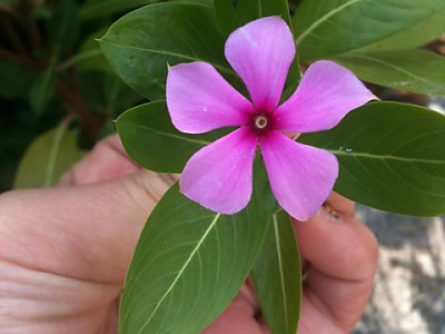 일일초 사진 - Catharanthus roseus G. Don (Vinca rosea L.) Photos
