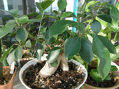 인삼벤자민 사진 - Ficus benjamina Photos