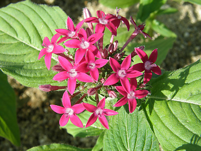 펜타스 사진 - Pentas  lanceolata Photos