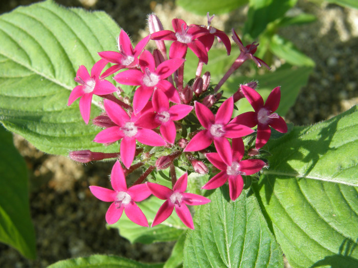 펜타스 - Egyptian Stars, Egyptian Star Cluster, Star Flower, Pentas., Pentas  lanceolata