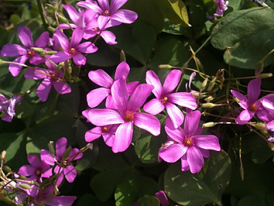 사랑초 사진 - Oxalis triangularis Photos