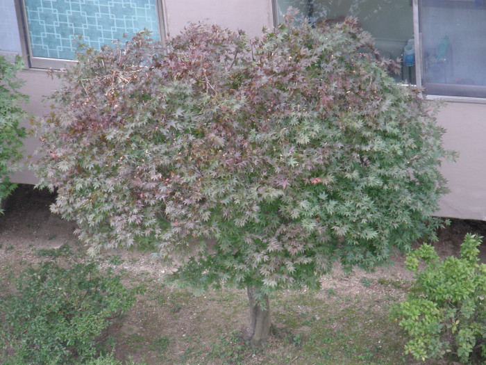 단풍나무 - Acer palmatum Thunb. ex Murray, Acer palmatum Thunb. ex Murray