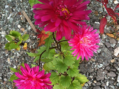 과꽃 사진 - Callistephus chinensis Photos