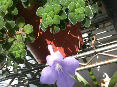 바위바이올렛 사진 - Streptocarpus caulescens Photos