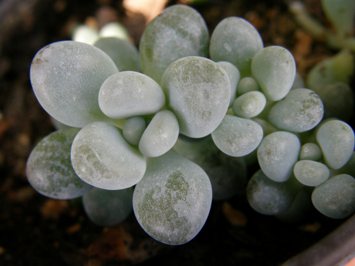 성미인 - Pachyphytum oviferum