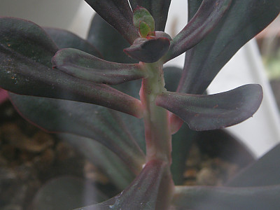 홍사 사진 - Echeveria nodulosa Photos