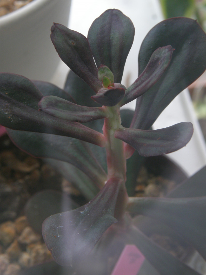 홍사 - Echeveria nodulosa