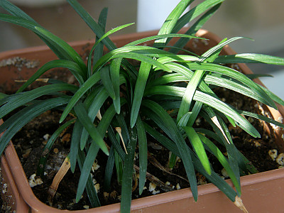애란 사진 - Ophiopogon japonicus Ker-Gawl Photos