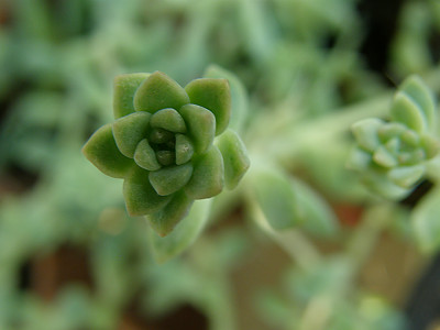 리틀장미 사진 - Echeveria prolifica Photos