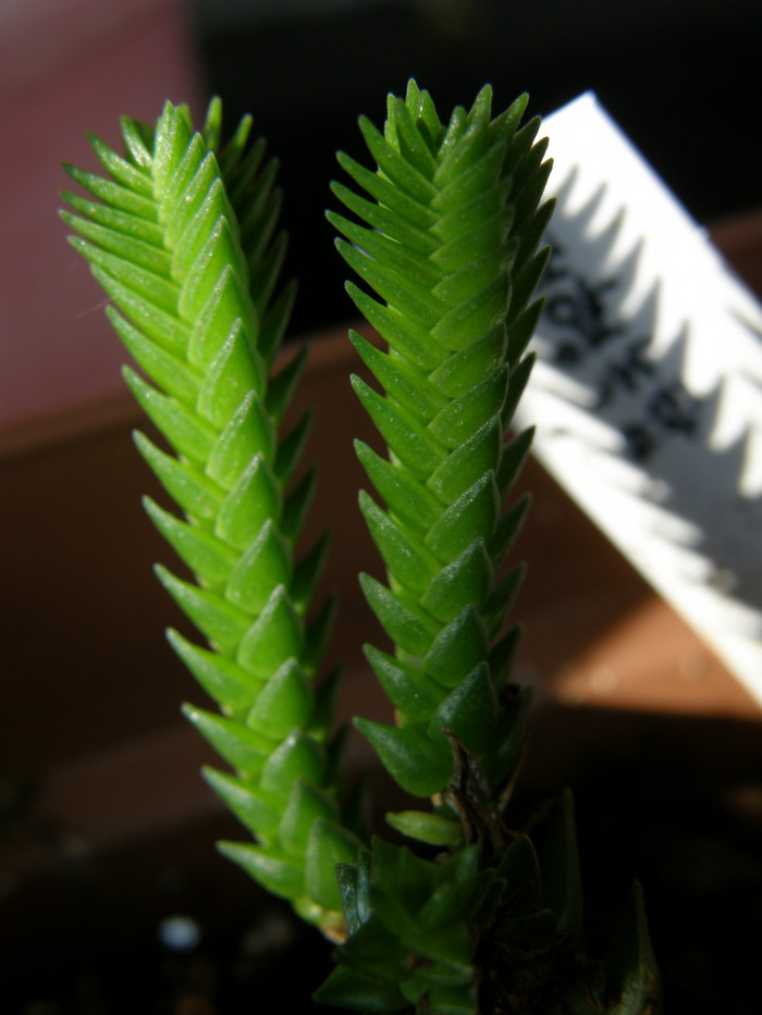 녹탑 - Watch Chain Plant, Clubmoss Crassula, Princess Pine, Rattail Crassula, Crassula muscosa