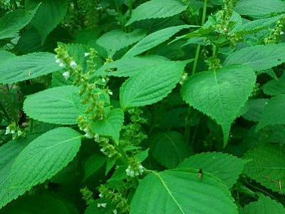 들깨 사진 - Perilla frutescens (L.) Britton Photos