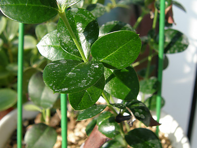 카리샤자스민 사진 - Carissa grandiflora Photos