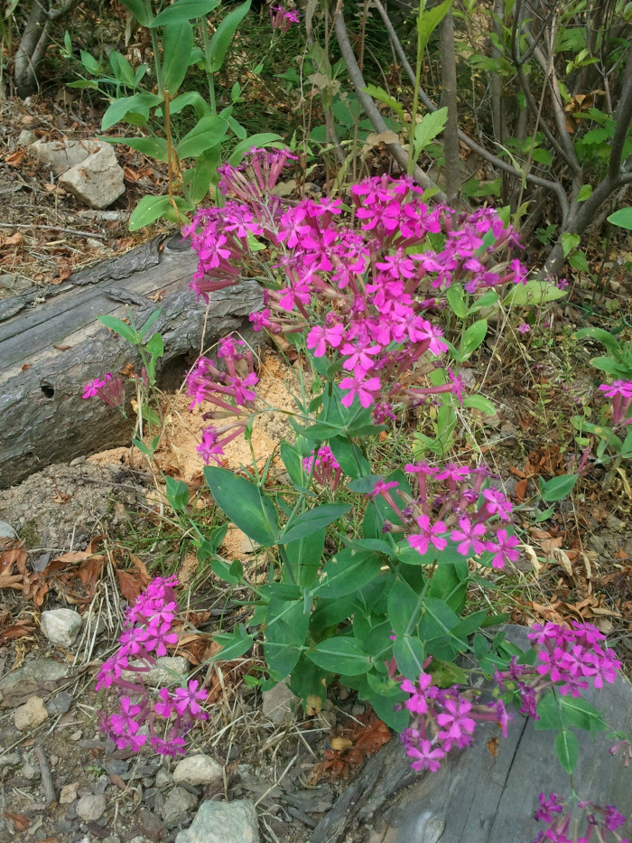 끈끈이대나물 - Silene armeria