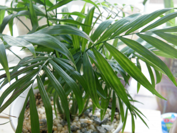 테이블야자 - neanthe bella palm, parlour palm, Chamaedorea elegans