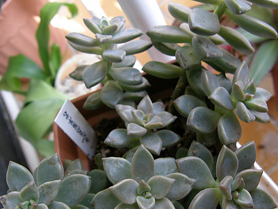 에케베리아프리티 사진 - Echeveria pretty Photos