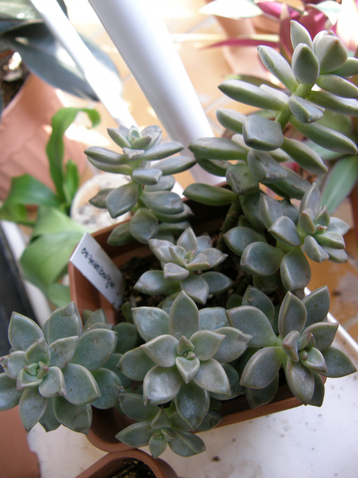 에케베리아프리티 - Echeveria pretty