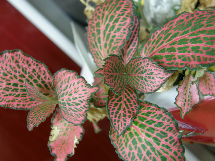 핑크스타 - Fittonia