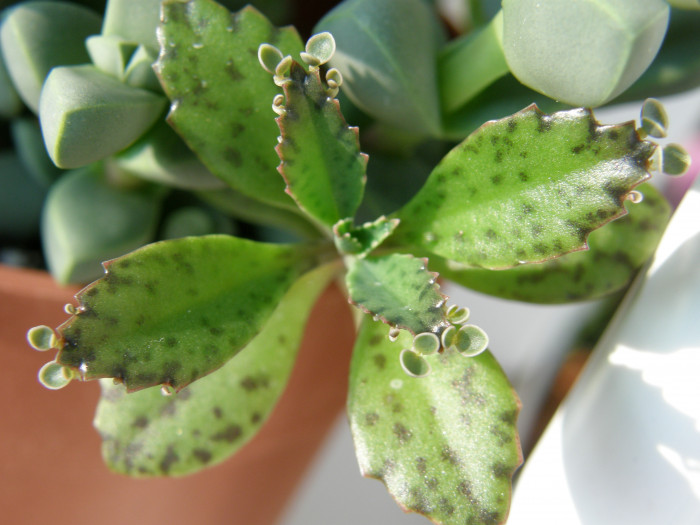 불사조 - Aloe mitriformis