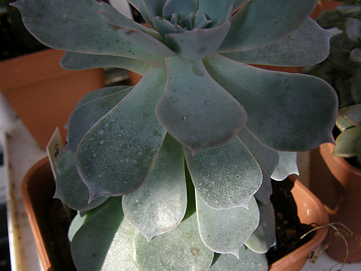 양로 사진 - Echeveria subsessilis Photos