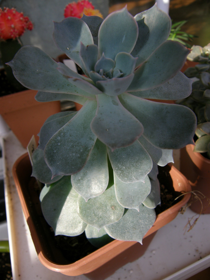 양로 - Echeveria subsessilis