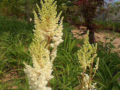 노루오줌 사진 - Astilbe chinensis var.davidii Photos