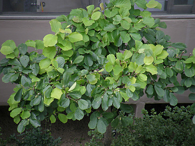 목련 사진 - Magnolia kobus DC. Photos