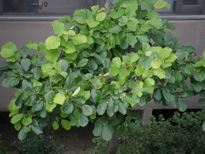 목련 - Magnolia kobus DC.