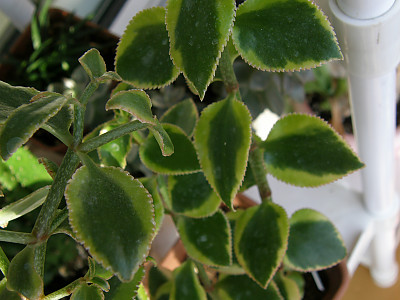 사라멘토사 사진 - Crassula sarmentosa Photos