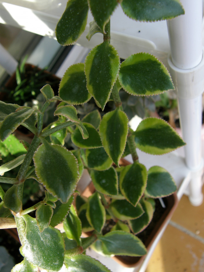 사라멘토사 - Crassula sarmentosa