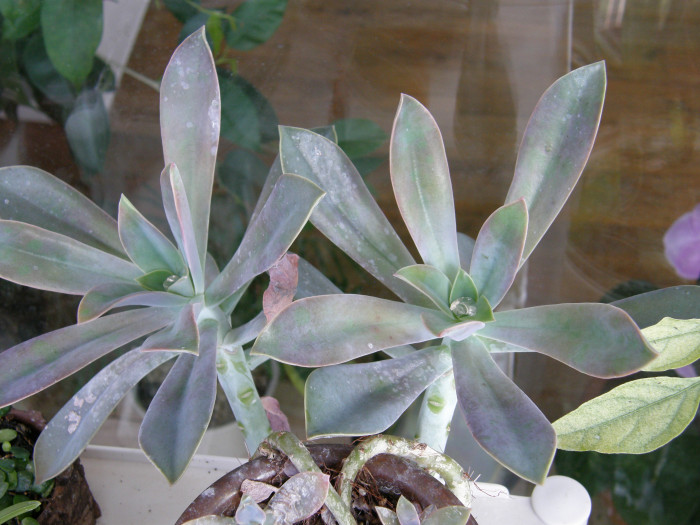 흑괴리 - Graptoveria Fred Ives