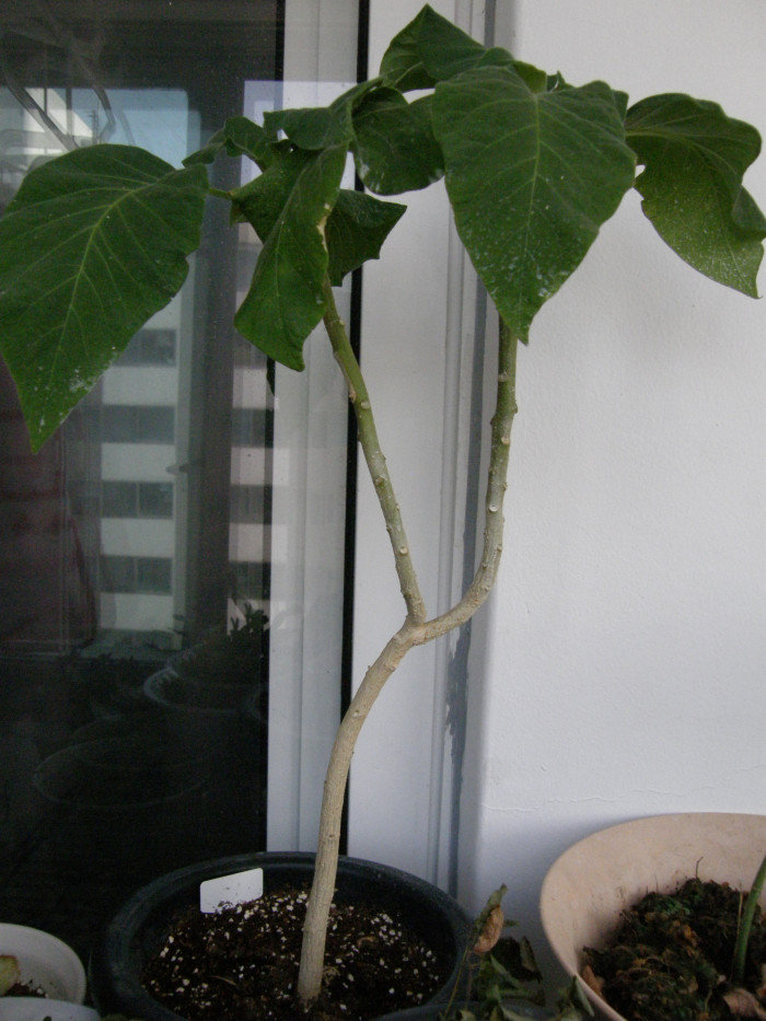 엔젤트롬펫 - Angels Trumpet, Growing Brugmansia